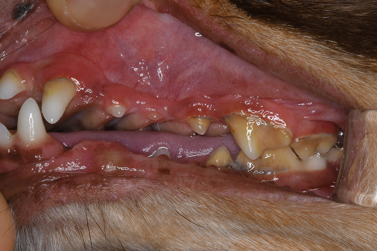 犬の歯肉炎