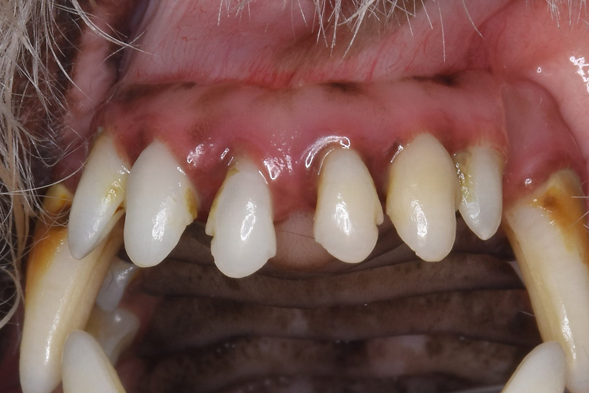 犬の歯周病の表面