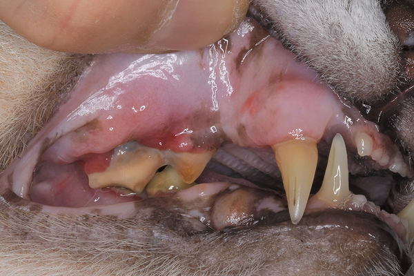 猫の歯周炎