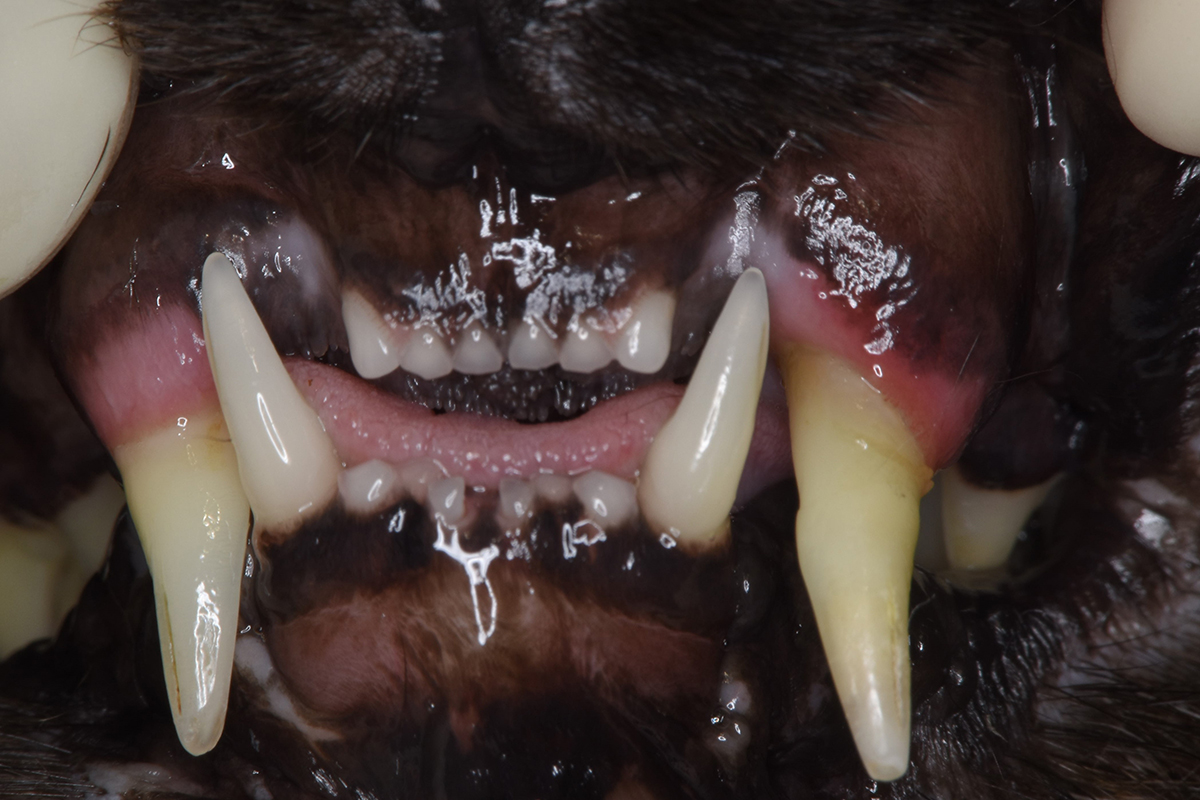 治療前の15歳の猫の歯