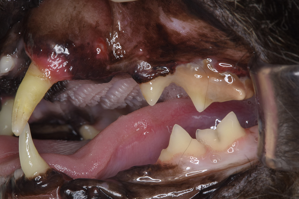 治療前の15歳の猫の歯