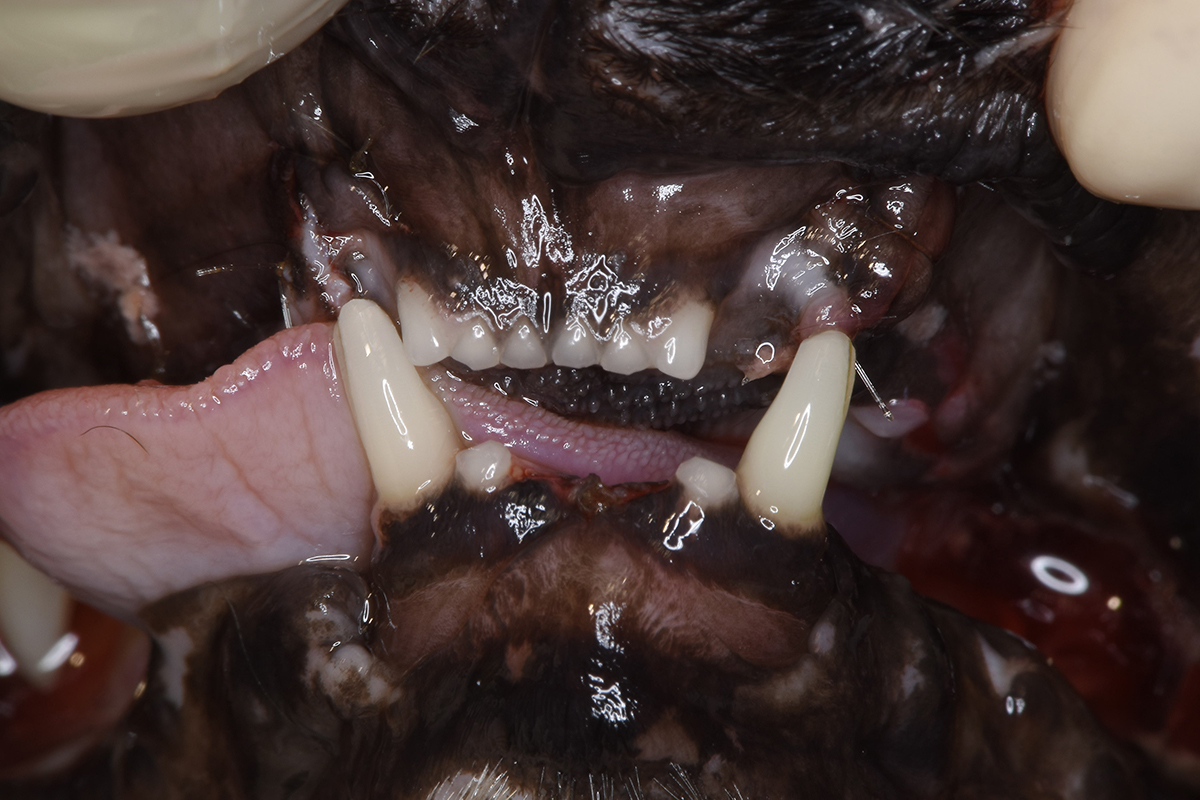 治療直後の15歳の猫の歯