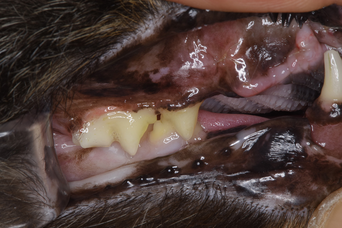 治療後1週間の15歳の猫の歯