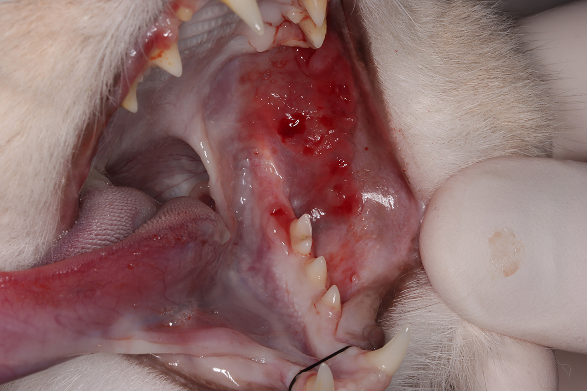 治療前の5歳の雄猫の口内