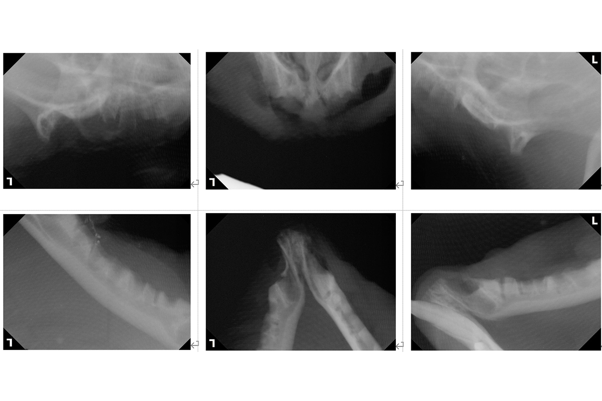 治療前の雄猫の口内のレントゲン写真