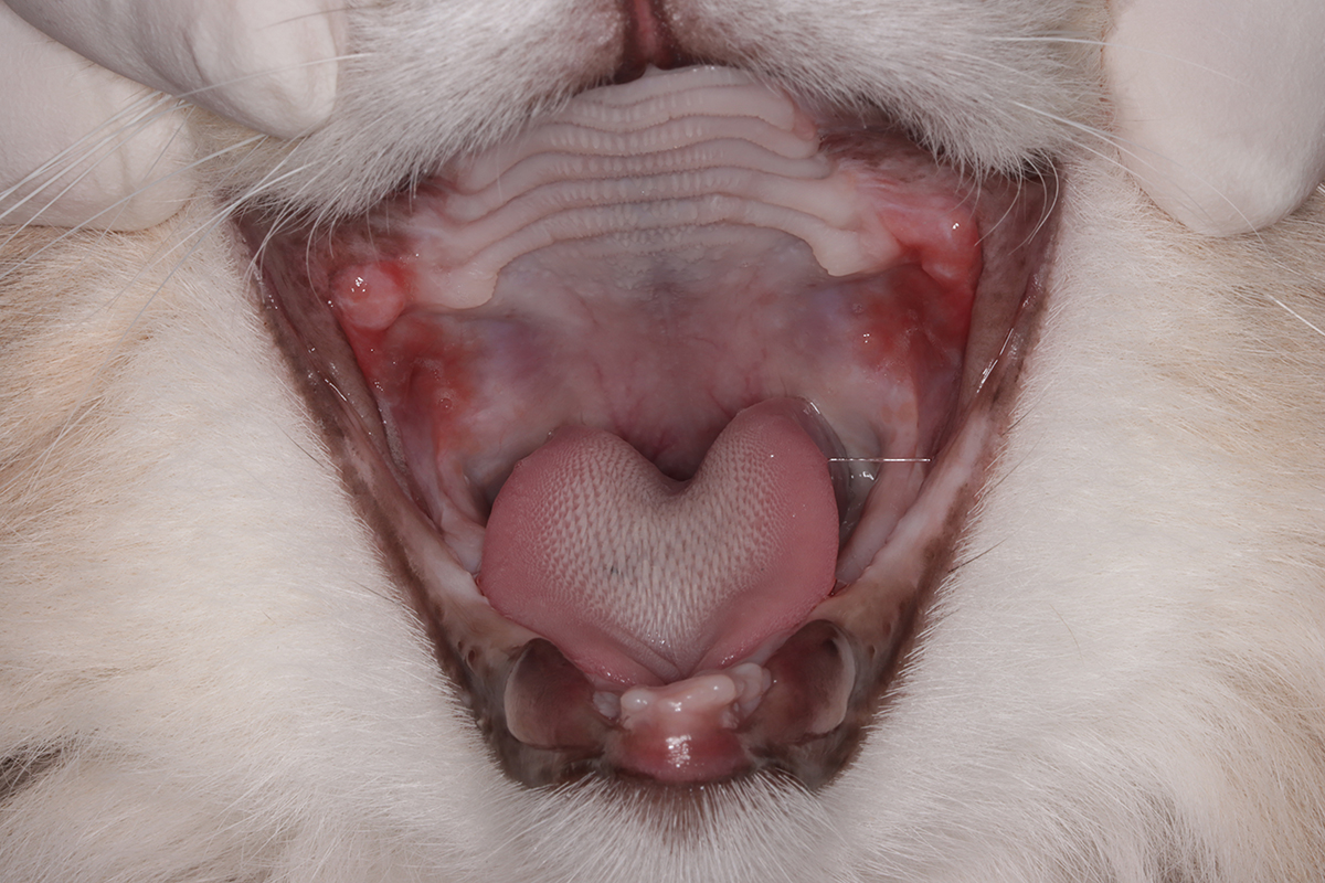 治療後2か月の5歳の雄猫の口内
