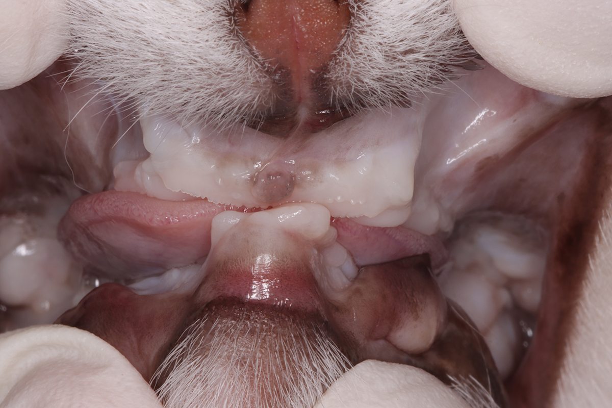 治療後4か月の5歳の雄猫の口内