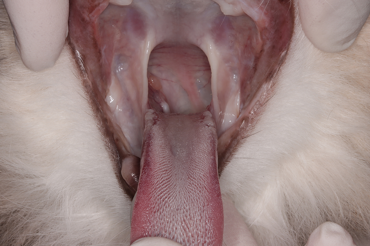 治療後4か月の5歳の雄猫の口内