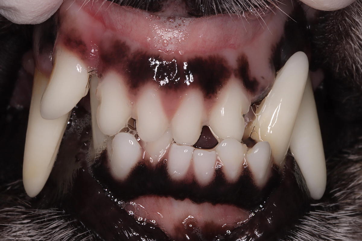 折れた犬の歯