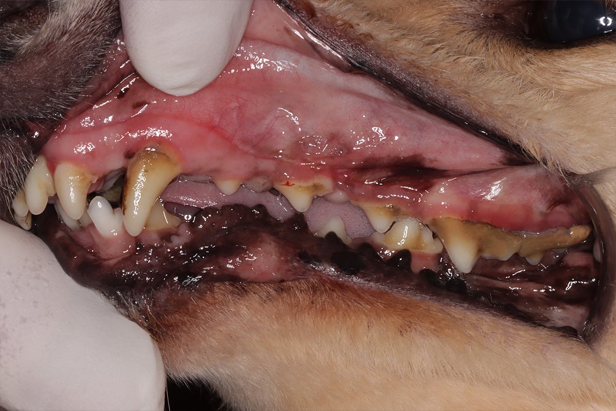 治療前の犬の歯3