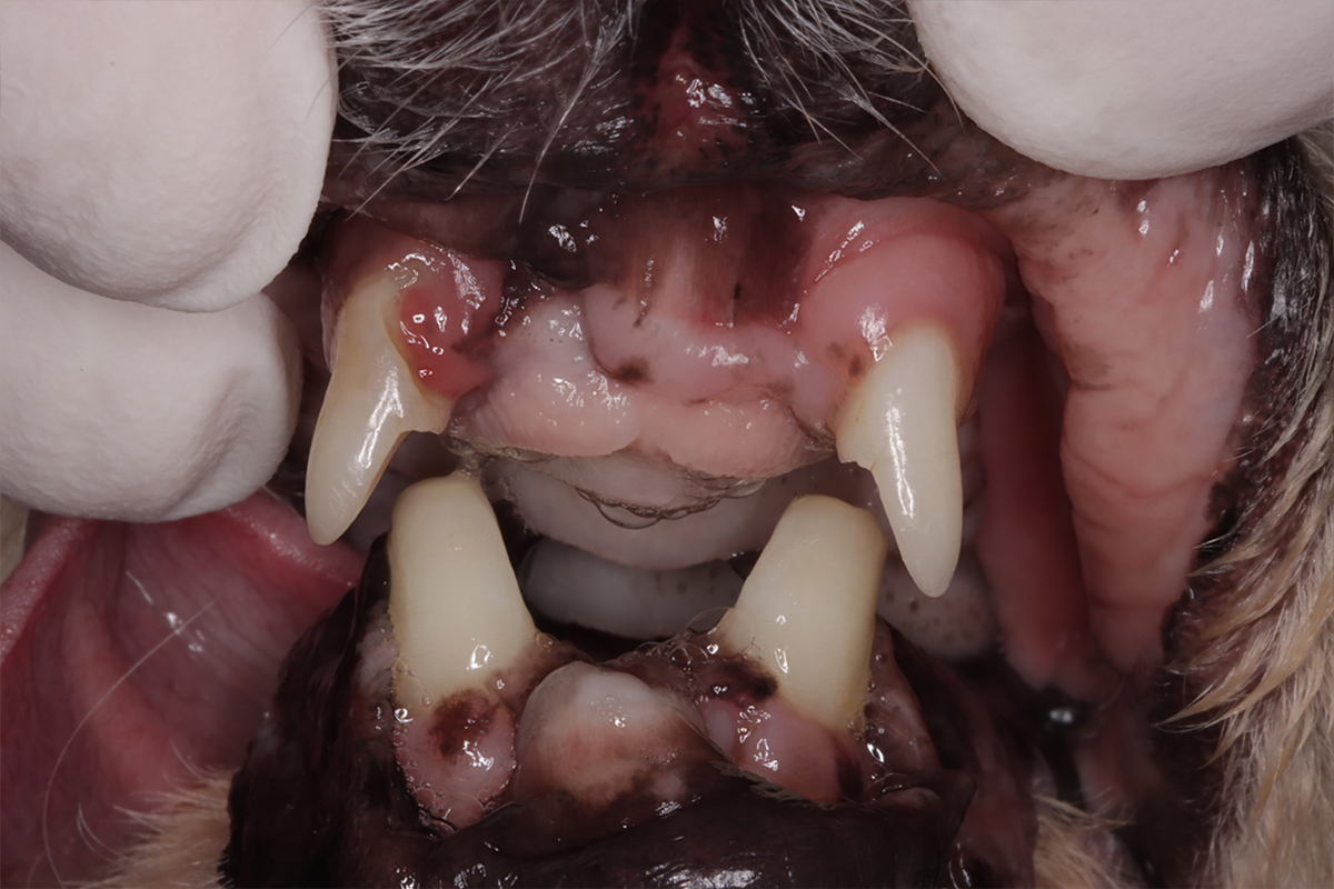 治療後1年の犬の歯2