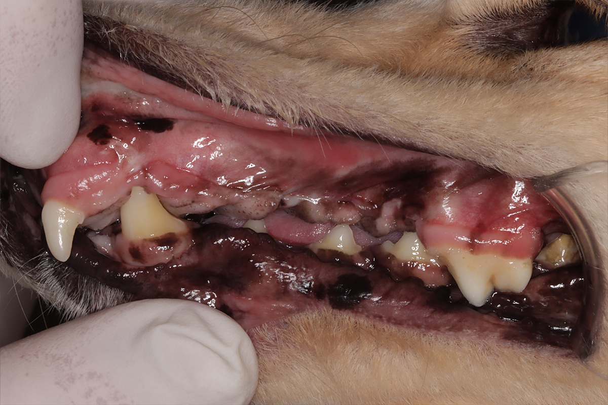 治療後1年の犬の歯3