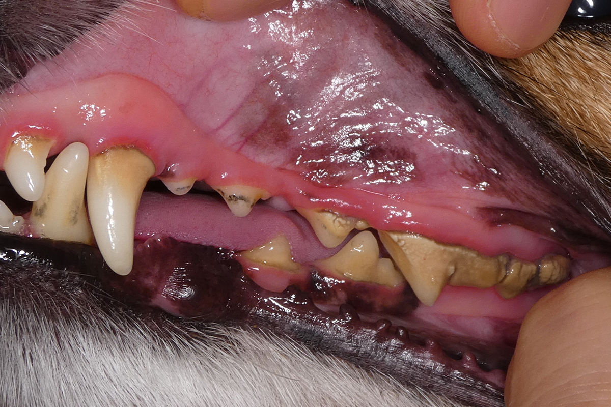 治療前のジャックラッセルテリアの歯3
