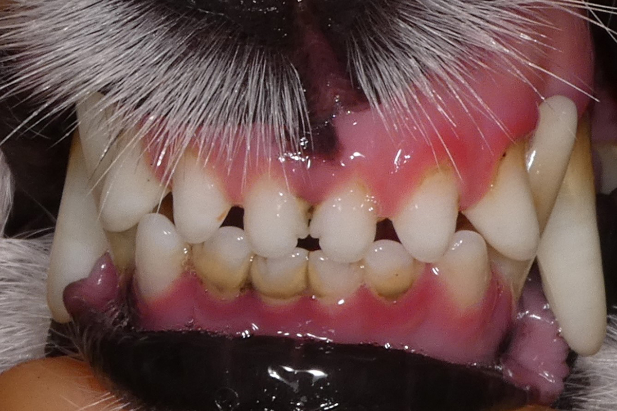 治療前のジャックラッセルテリアの歯2