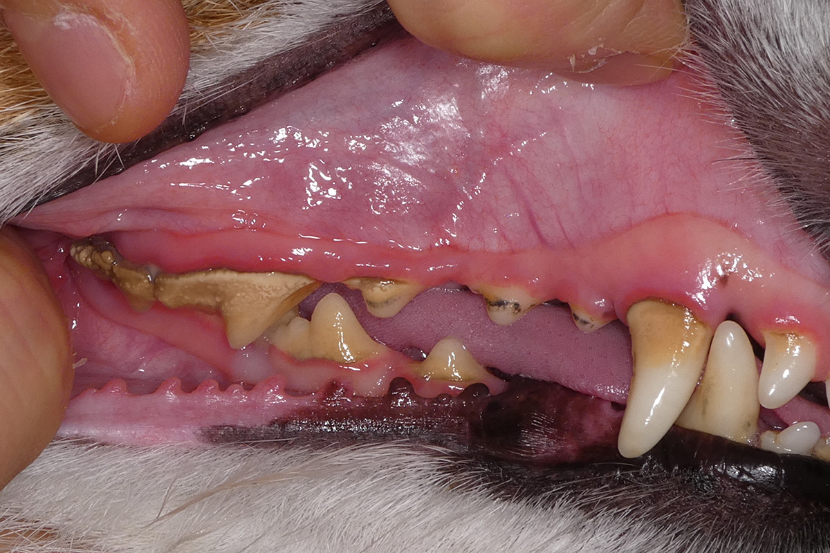 治療前のジャックラッセルテリアの歯1