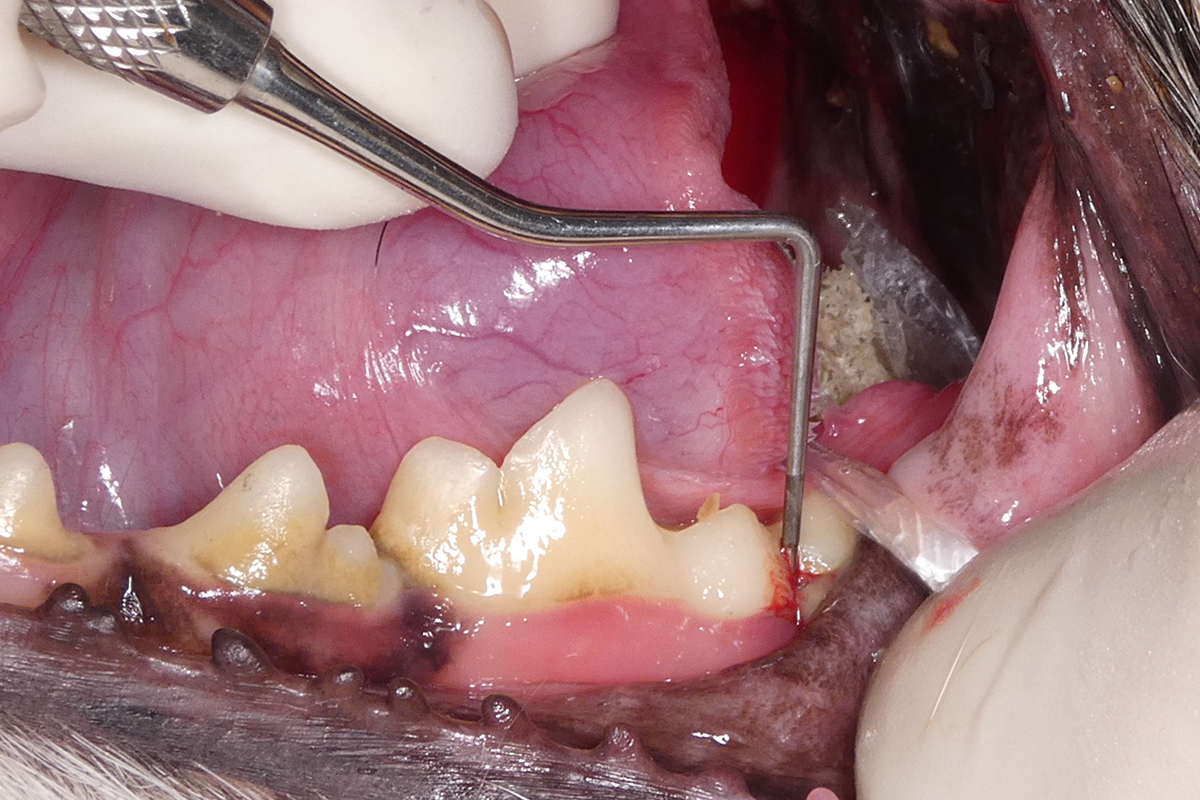 治療前のジャックラッセルテリアの歯5