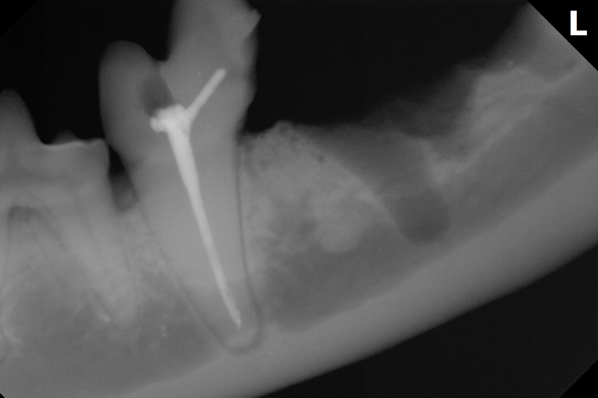 治療前のジャックラッセルテリアの歯6