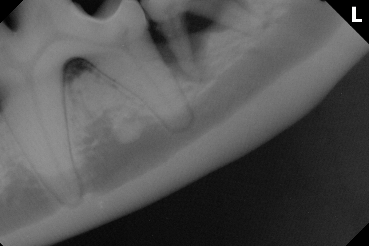 治療前のジャックラッセルテリアの歯7