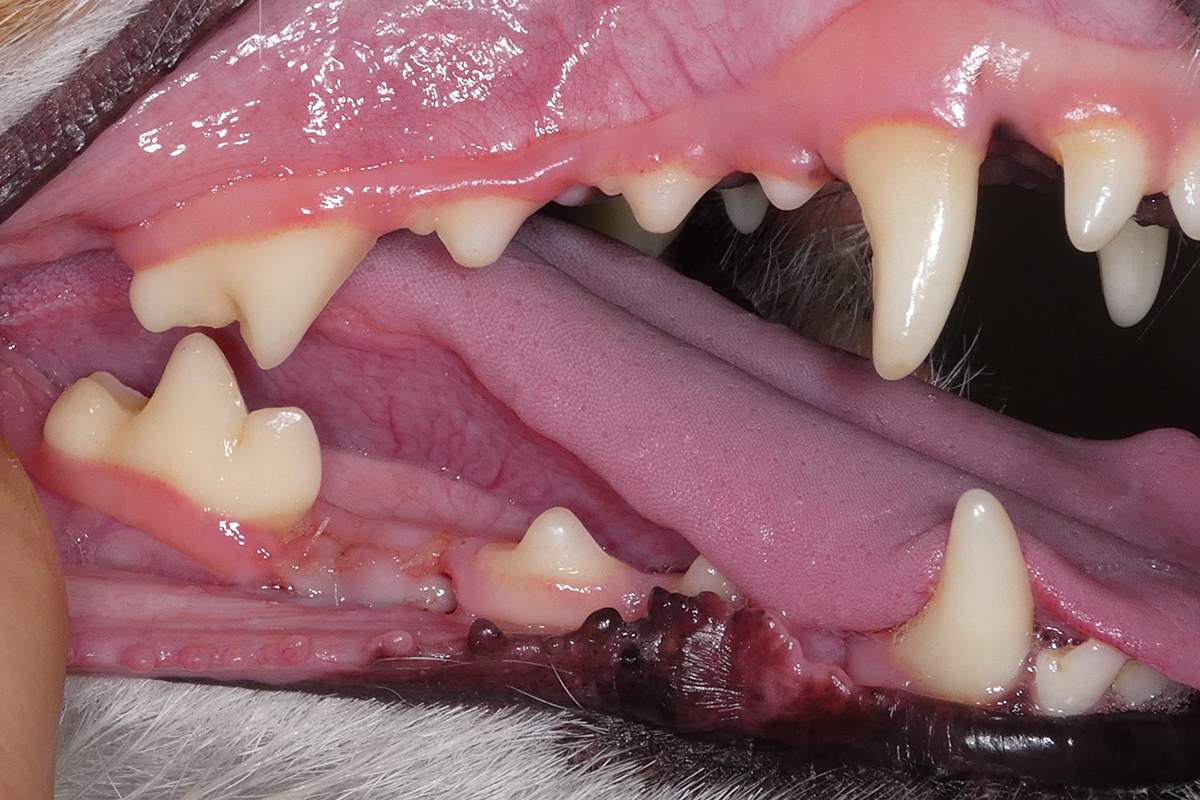 治療後1週間のジャックラッセルテリアの歯1