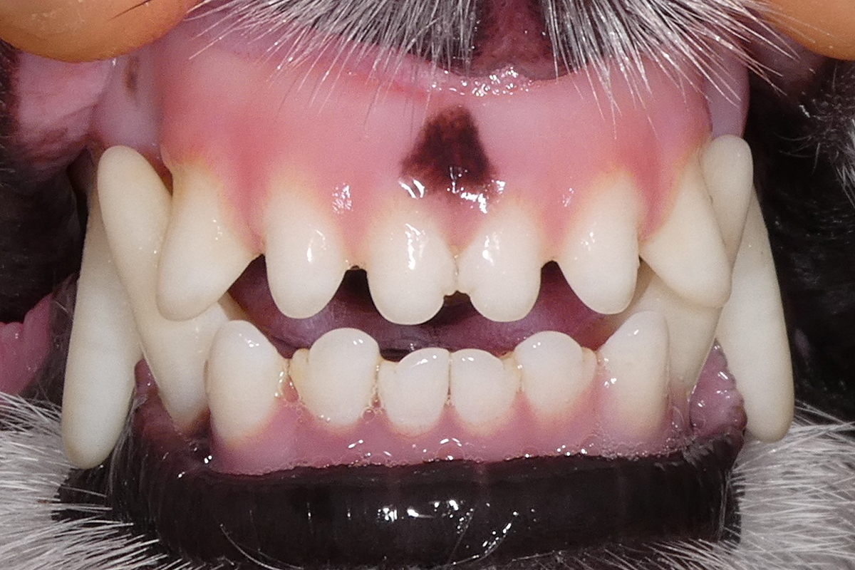 治療後1週間のジャックラッセルテリアの歯2