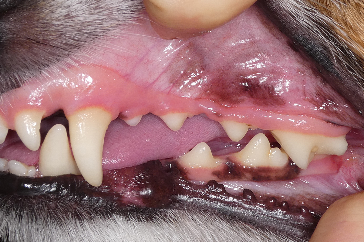 治療後1週間のジャックラッセルテリアの歯3