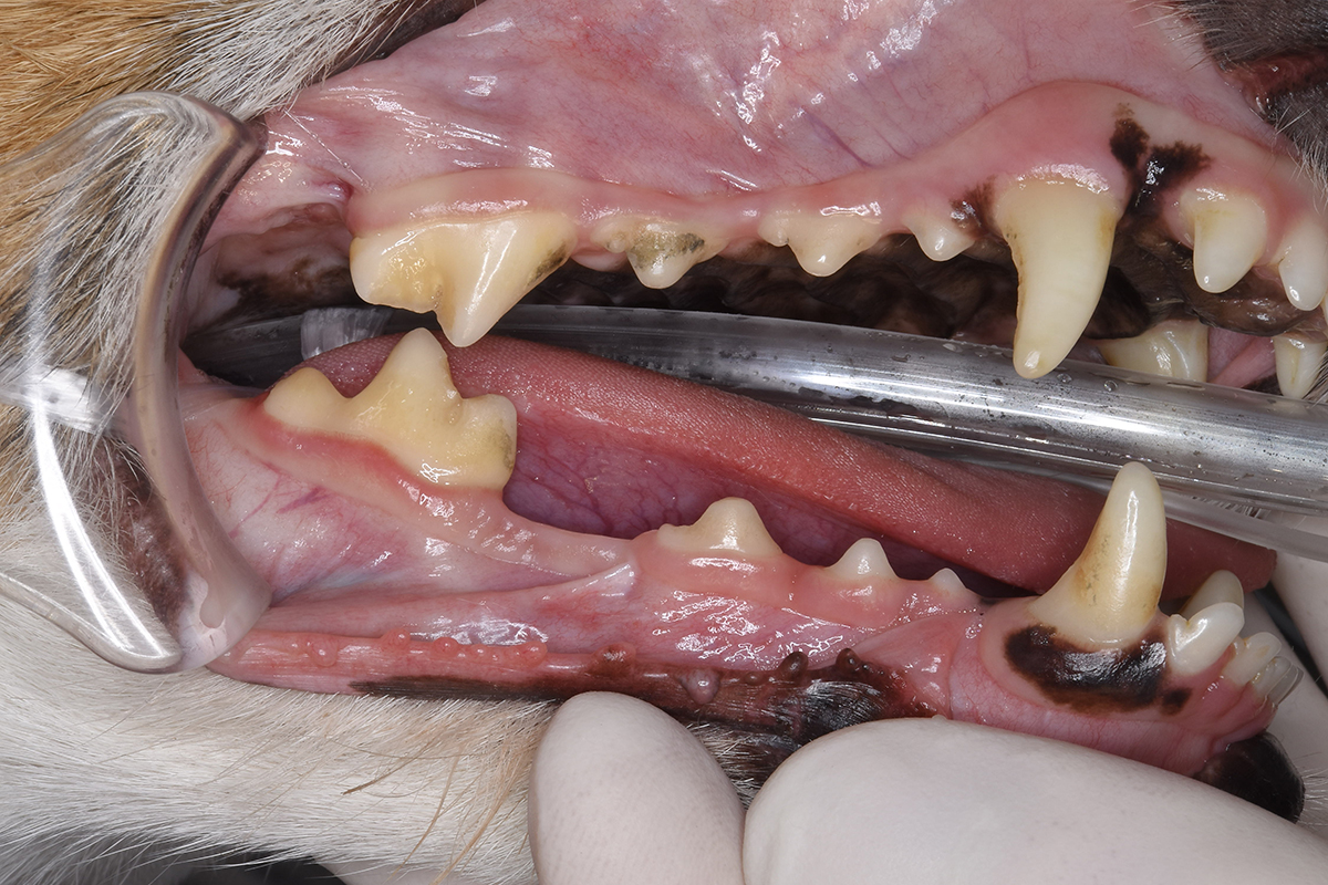 治療後18か月のジャックラッセルテリアの歯1