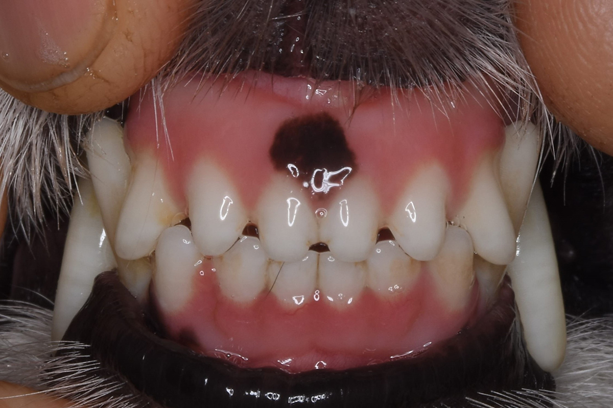治療後18か月のジャックラッセルテリアの歯2