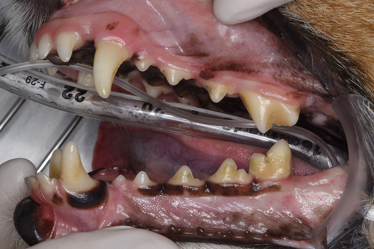治療後18か月のジャックラッセルテリアの歯3