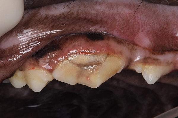 犬猫の歯の破折