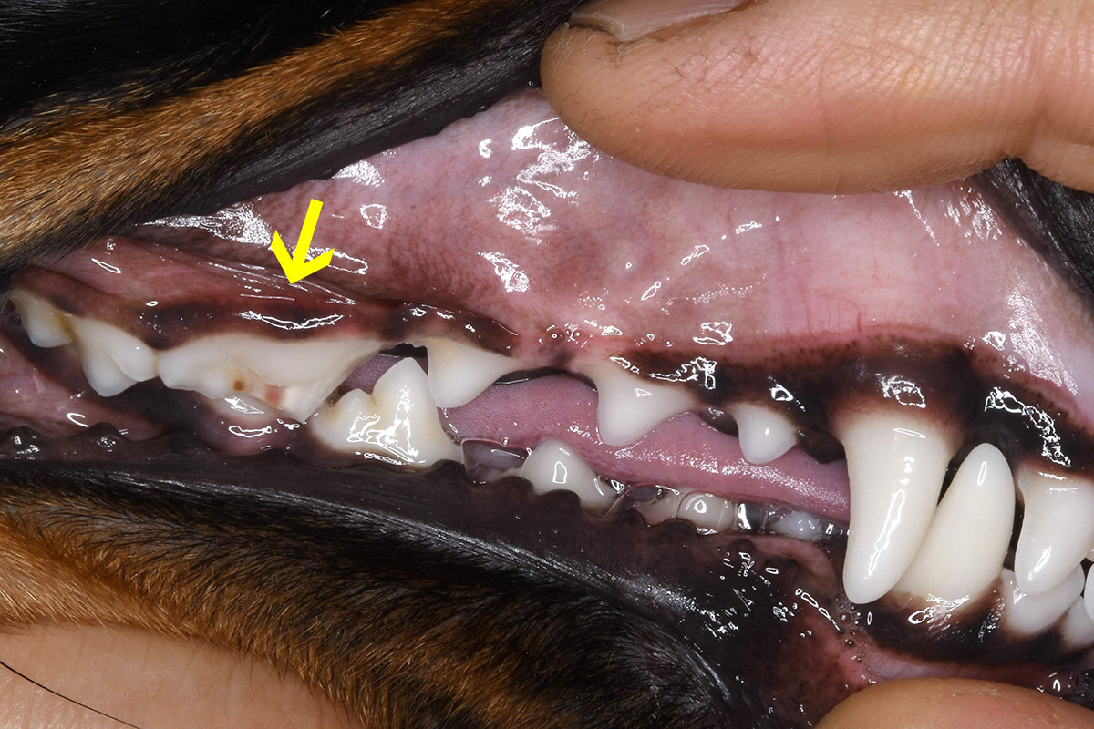 治療前のミニチュアダックスの歯