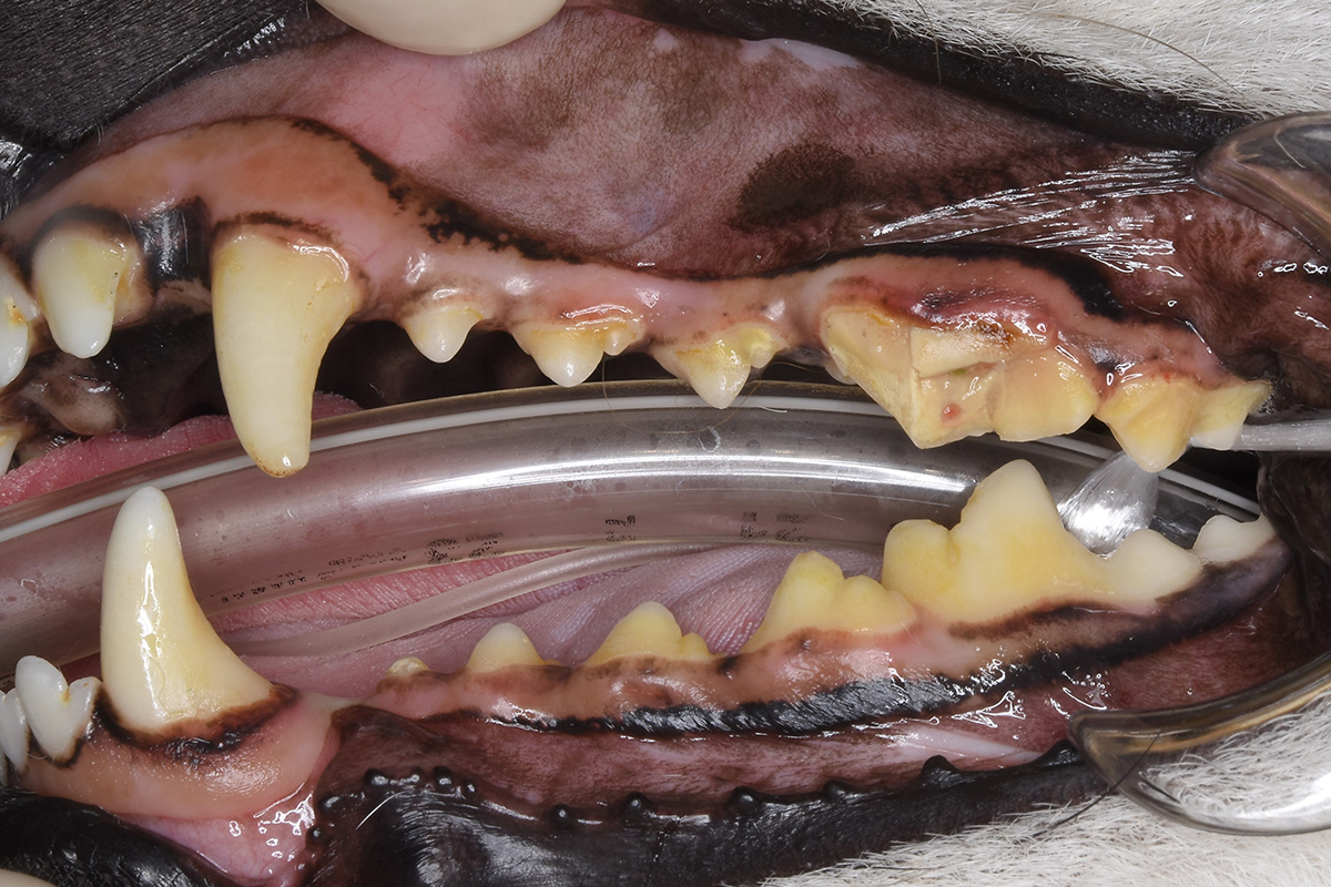 治療前の柴犬の歯