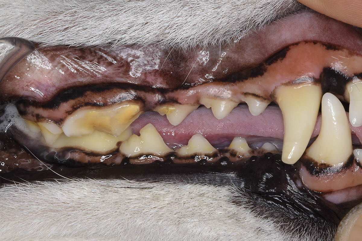 治療後2年の柴犬の歯
