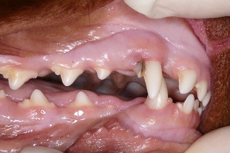 治療前のアイリッシュセッターの歯