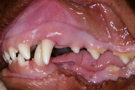 治療前のアイリッシュセッターの歯