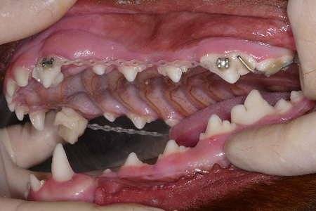矯正器具装着後のアイリッシュセッターの歯