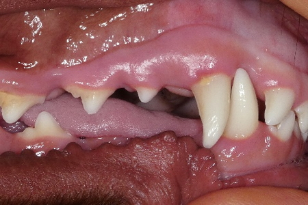 治療3か月後のアイリッシュセッターの歯