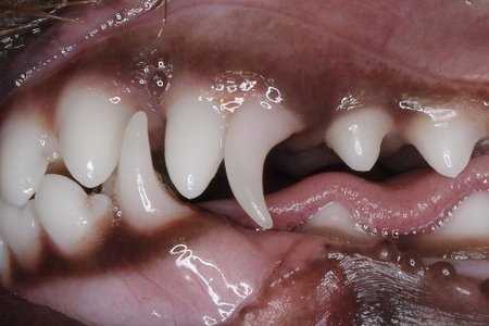 治療前のトイ・プードルの歯
