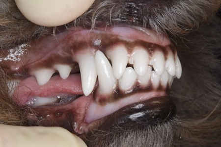 治療1か月後のトイ・プードルの歯