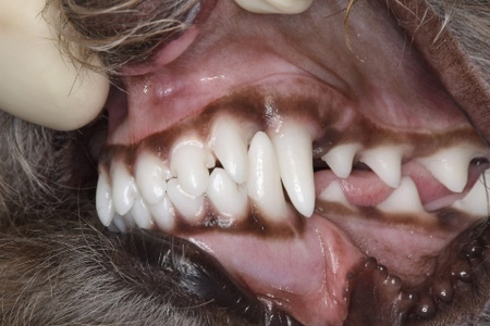 治療1か月後のトイ・プードルの歯