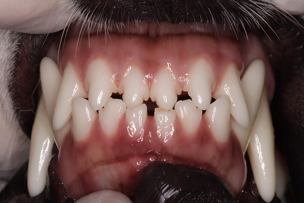 犬の歯2