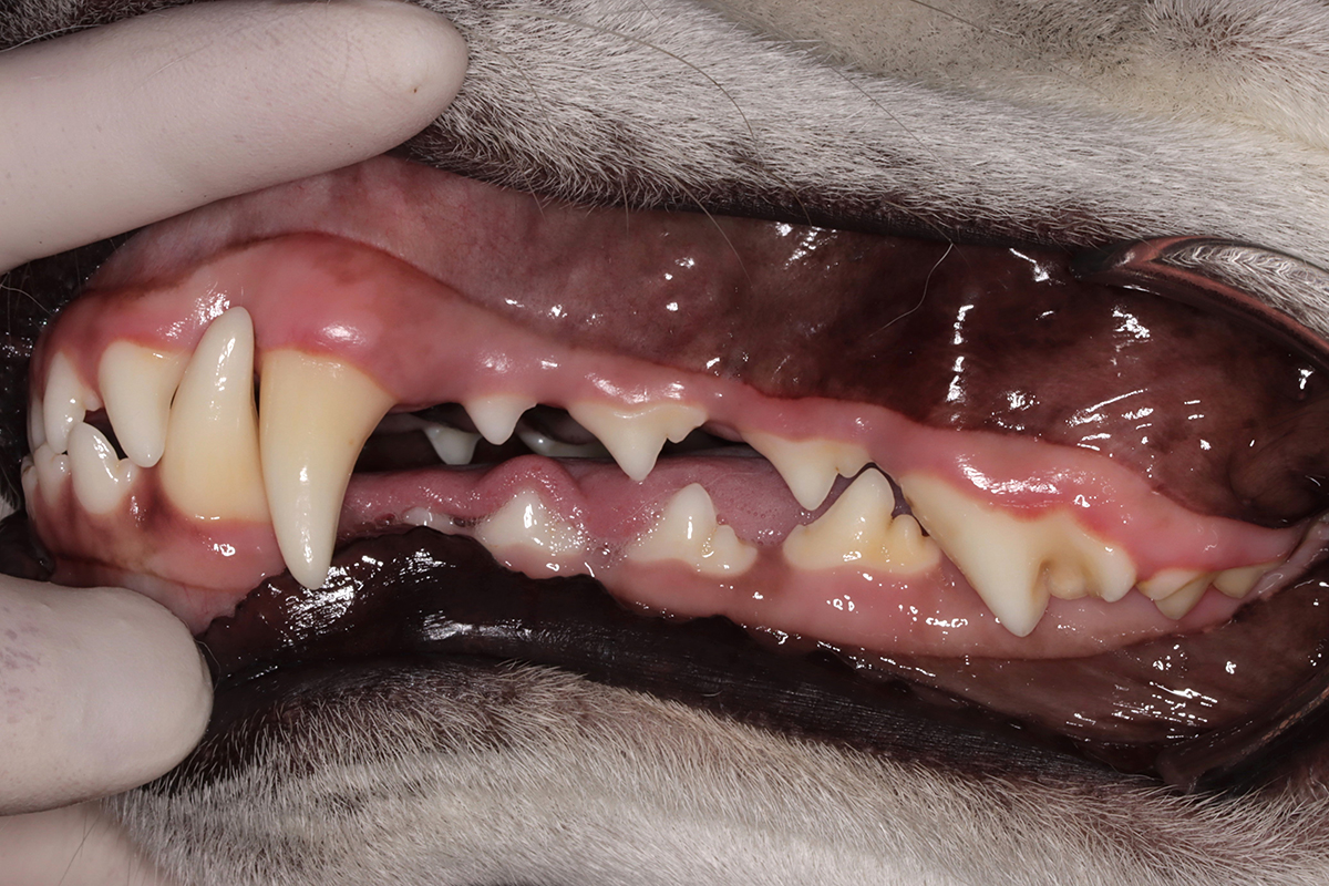 犬の歯3