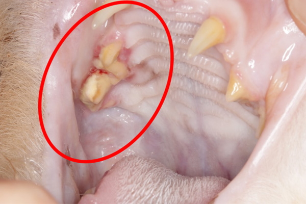 猫の口腔内腫瘍