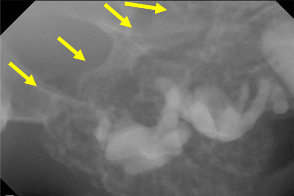 猫の口腔内腫瘍のレントゲン写真
